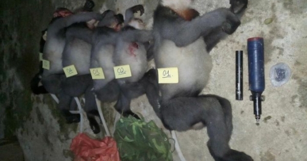 Vụ án bắn chết 5 cá thể voọc chà vá chân xám quý hiếm: Khởi tố vụ án hình sự để điều tra