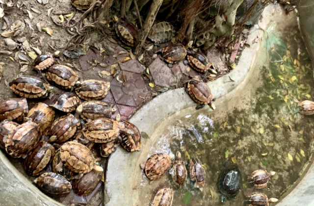 Vườn quốc gia Vũ Quang tiếp nhận 44 cá thể rùa nguy cấp quý hiếm từ người dân