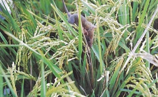 Phát động chiến dịch diệt chuột đồng loạt, bảo vệ sản xuất nông nghiệp