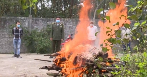 “Chúa sơn lâm” nặng hơn 150 kg chết tại khu sinh thái