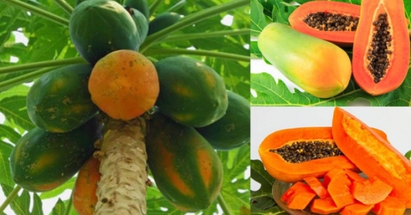 Trái đu đủ biến đổi gen bị cảnh báo, lô hàng xuất khẩu bị trả về