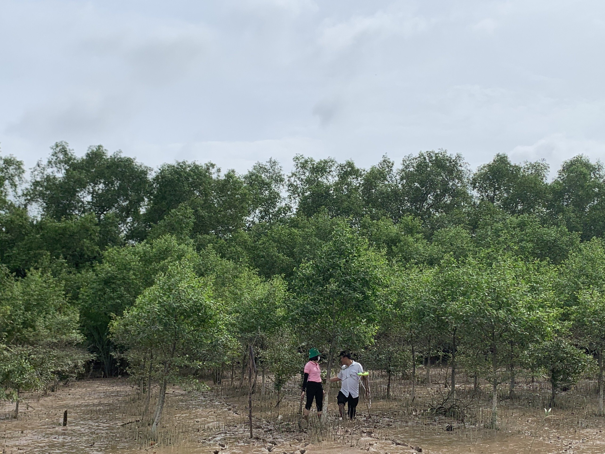 CPV nghiệm thu rừng ngập mặn Bến Tre (9/2022).