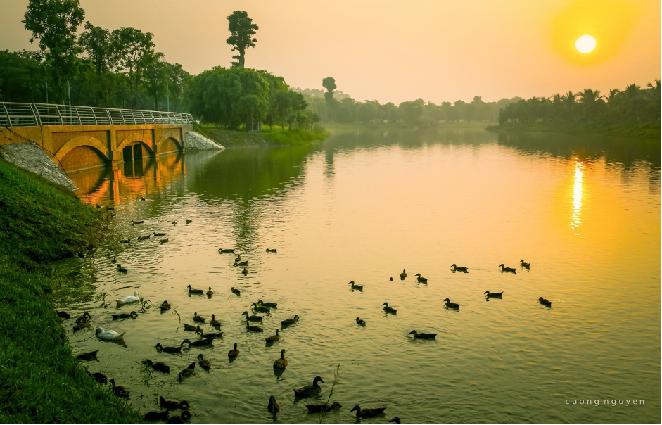 Những ai từng đến khu đô thị Ecopark đều ấn tượng với hình ảnh bầy thiên nga, vịt trời tự do bơi lội giữa hồ nước. Ít người biết rằng, ở giữa một khu đô thị chỉ cách hồ Hoàn Kiếm khoảng 20 phút chạy xe, có thể chiêm ngưỡng một vườn chim khổng lồ - nơi mà vịt trời, thiên nga, chim chóc... đi dạo trên đường, tự nhiên chơi đùa với người như ở châu Âu.