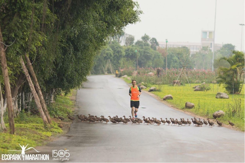 Dọc đường dạo bộ 5 giác quan ven hồ, du khách còn thường xuyên bắt gặp những đàn vịt trời hàng chục con chạy tung tăng qua đường kiếm ăn. Ban quản lý dự án cho biết, những loài chim, động vật sinh sống trong khu đô thị khá dạn người do có môi trường sống gần với tự nhiên. Khu đô thị cũng chú trọng tạo khoảng xanh rộng lớn để thu hút các loài chim tự nhiên đến sinh sống.