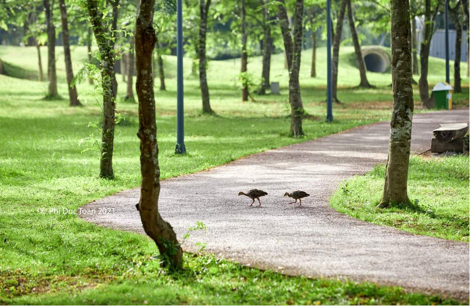 Ngoài  chim trời, thiên nga, vịt trời tự do đi bộ trong khu đô thị, cư dân Ecopark còn thường xuyên thấy những đàn chim quốc đi dạo trong khu đô thị vào buổi sáng hoặc lúc chạng vạng. Các đàn quốc cũng sinh trưởng nhiều lứa trong khu đô thị. Cư dân đi dạo bộ trong khu đô thị cũng dễ bắt gặp những đàn thỏ nhởn nhơ gặm cỏ hay những đàn sóc chuyền cành tìm quả chín.