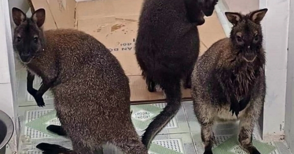Con kangaroo thứ 4 được bắt ngoài tự nhiên ở Cao Bằng