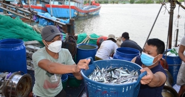 Quyết liệt triển khai các giải pháp cấp bách chống khai thác hải sản bất hợp pháp