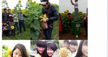 Dân mạng tiếp tục lên án hành động phản cảm tại cánh đồng hướng dương