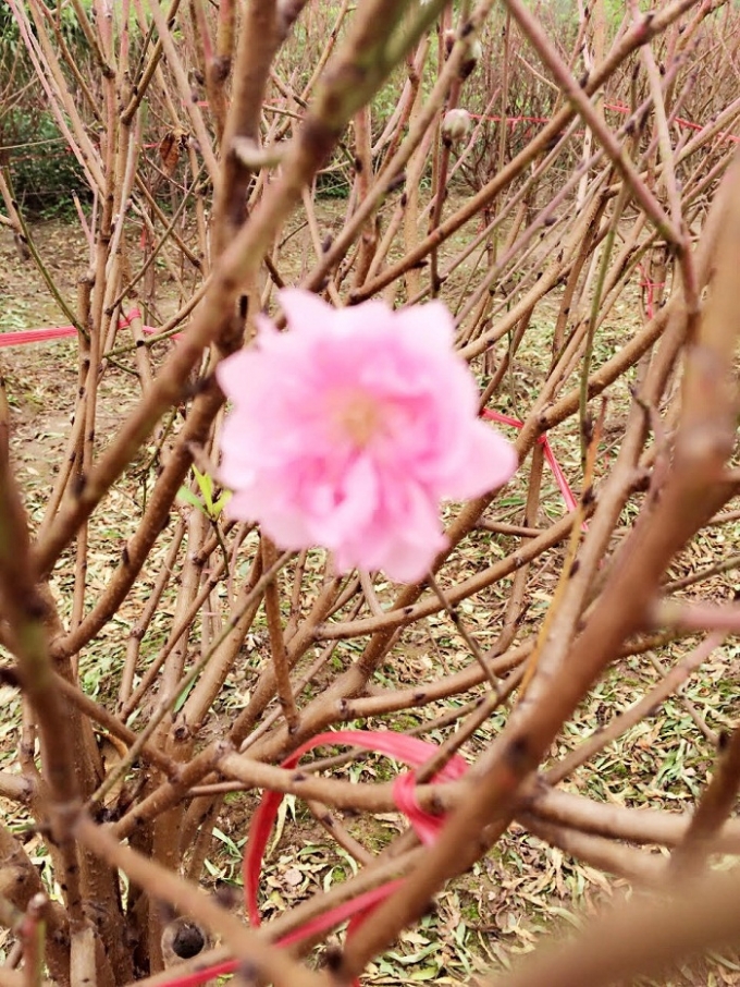 M&ugrave;a đ&ocirc;ng kh&ocirc;ng lạnh tại H&agrave; Nội đ&atilde; l&agrave;m đ&agrave;o Nhật T&acirc;n nở hoa sớm.