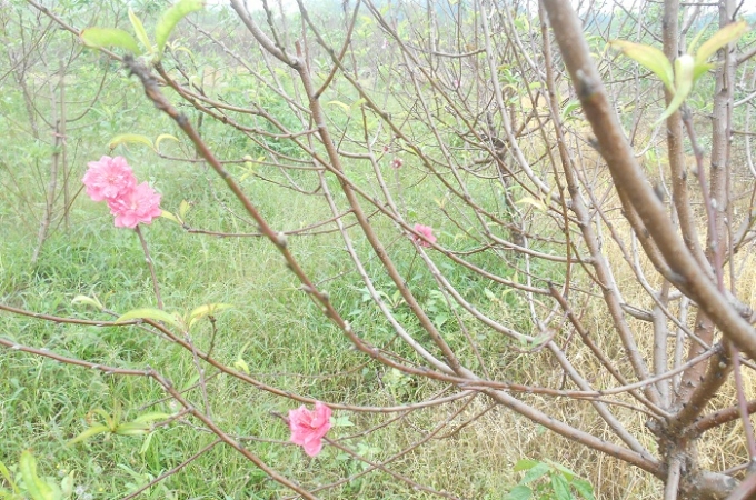 Những c&acirc;y đ&agrave;o nở hoa sớm.