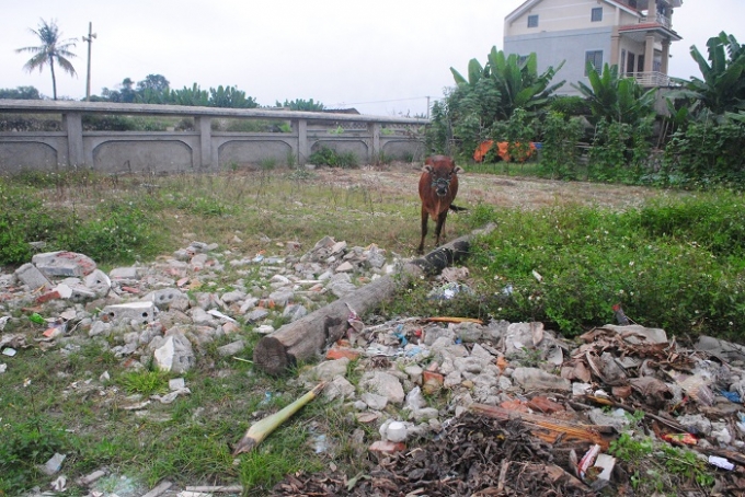 Kh&ocirc;ng chỉ tập kết r&aacute;c thải, mặt tiền Khu di chỉ khảo cổ học Cồn Điệp c&ograve;n l&agrave; nơi để người d&acirc;n chăn thả tr&acirc;u b&ograve; (ảnh Duy Ngợi).