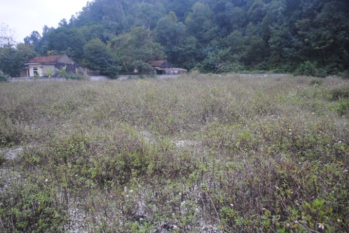 B&ecirc;n trong Di chỉ khảo cổ học hệt như một b&atilde;i đất hoang, cỏ dại mọc um t&ugrave;m (ảnh Duy Ngợi).