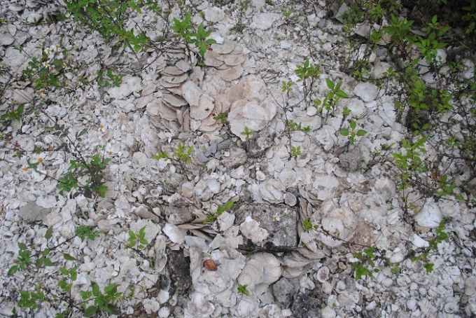 C&oacute; thể dễ d&agrave;ng t&igrave;m thấy nhiều loại x&aacute;c s&ograve;, huyết tại Di chỉ khảo cổ học Cồn Điệp (ảnh Duy Ngợi)