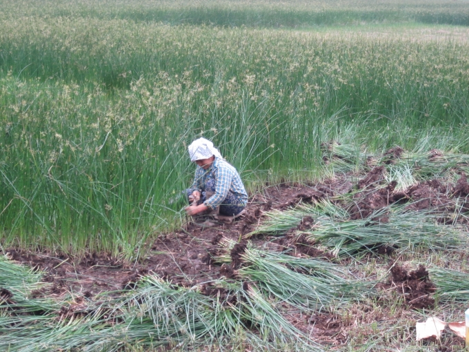 Trồng c&oacute;i vất vả hơn trồng l&uacute;a nhưng năng suất v&agrave; gi&aacute; trị kh&ocirc;ng bằng trồng l&uacute;a