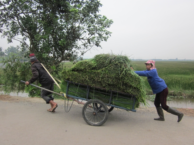 Người d&acirc;n mang c&oacute;i về nh&agrave; hoặc c&oacute; thể phơi tại ruộng