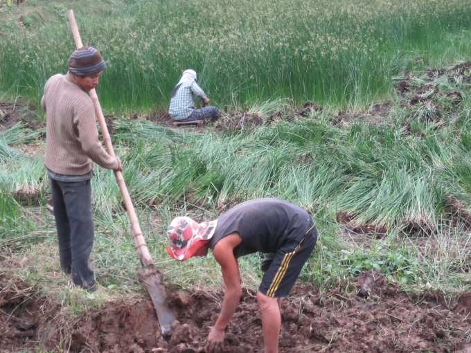 Trước khi trồng vụ c&oacute;i mới, người d&acirc;n phải đ&agrave;o mương tho&aacute;t nước rộng để c&oacute;i kh&ocirc;ng bị &uacute;ng