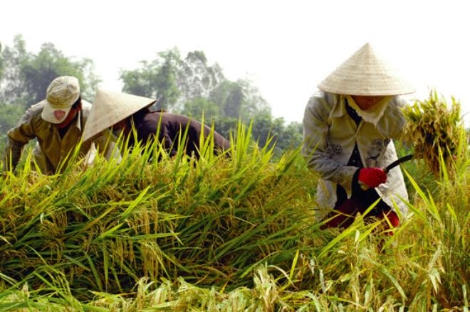 Nhiều ch&iacute;nh s&aacute;ch đầu tư c&ocirc;ng cho n&ocirc;ng nghiệp đ&atilde; kh&ocirc;ng đến được tay người n&ocirc;ng d&acirc;n. (Ảnh minh họa)&nbsp;