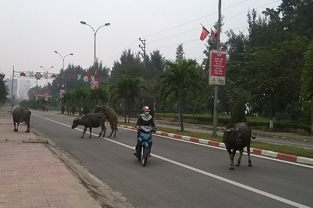 Nghệ An: Trâu nhà "nghênh ngang" giữa phố biển Cửa Lò