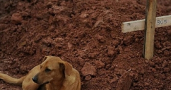 Rớt nước mắt với clip cô gái nức nở chôn cất chó