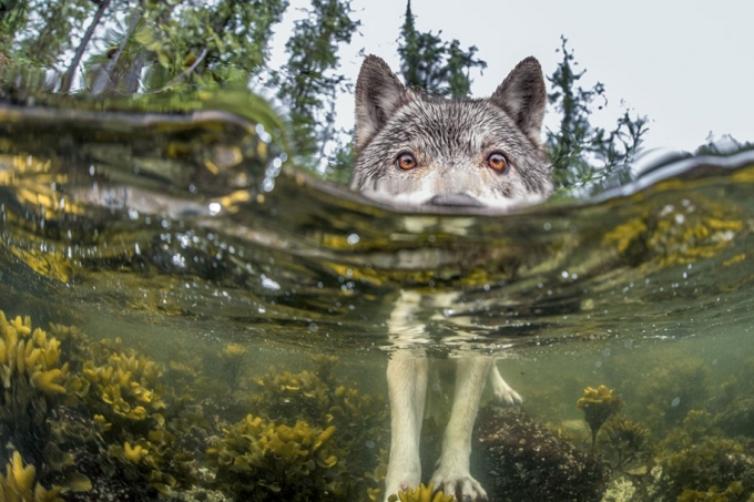 Con s&oacute;i ở bờ biển British Columbia (Canada) như rất t&ograve; m&ograve; về chiếc m&aacute;y ảnh của t&aacute;c giả. Ảnh:&nbsp;Ian McAllister.