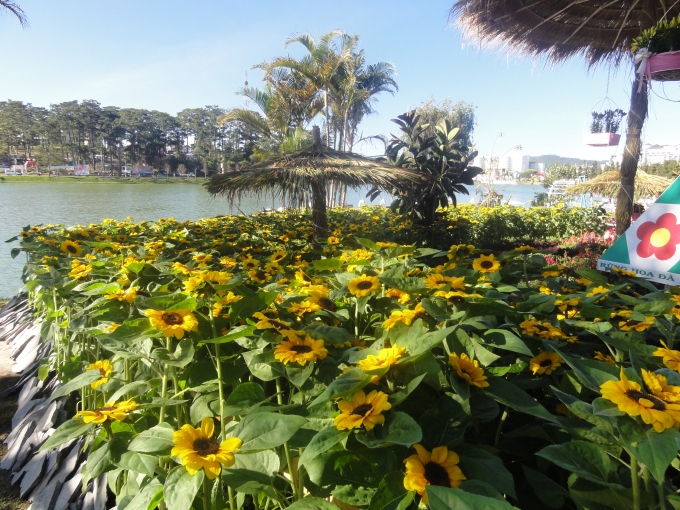 &nbsp;        &nbsp;Hướng dương khoe sắc