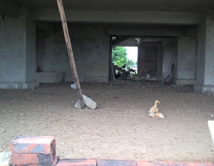 Theo nhiều người d&acirc;n nơi đ&acirc;y th&igrave; tầng 1 được tận dụng l&agrave;m nơi nu&ocirc;i nhốt g&agrave; vịt. Ảnh: P.Trần