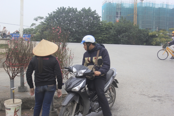 Những c&agrave;nh đ&agrave;o n&agrave;y được người trồng đ&agrave;o tuốt l&aacute;, chăm b&oacute;n từ gần 2 th&aacute;ng trước.