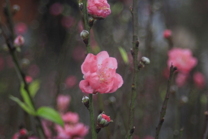 Ch&iacute;nh v&igrave; vậy, mặc d&ugrave; r&eacute;t đậm nhưng người H&agrave; Nội vẫn c&oacute; đ&agrave;o chơi Tết sớm.