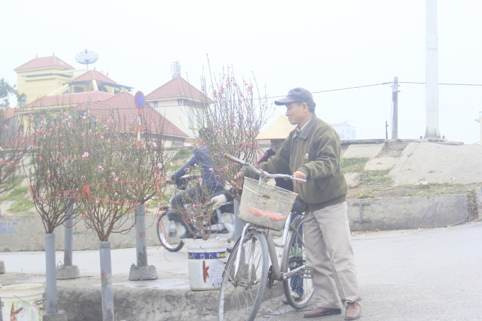 Mỗi c&agrave;nh đ&agrave;o sớm n&agrave;y c&oacute; gi&aacute; dao động từ 100 - 200.000 đồng.