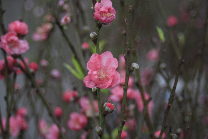 Hương Tết sớm tr&agrave;n về thủ đ&ocirc;