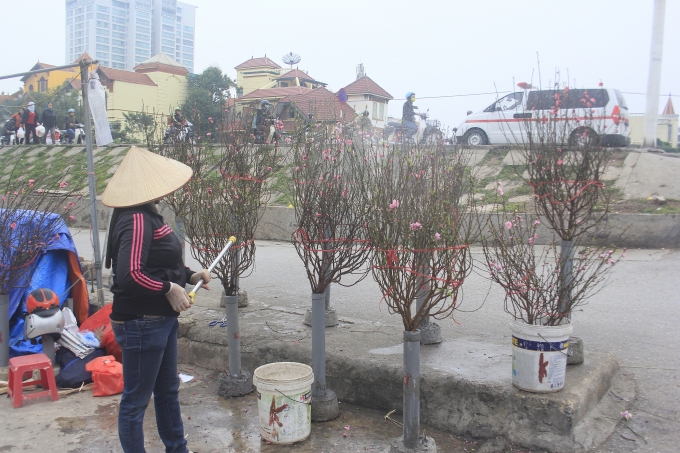 Đ&agrave;o Nhật T&acirc;n đ&atilde; bắt đầu xuống phố.