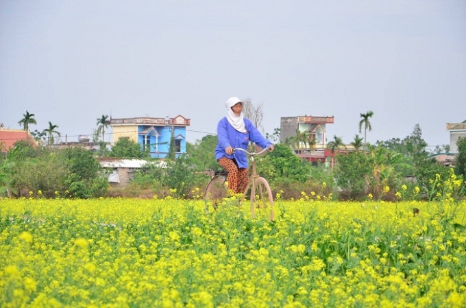 Ảnh: Nguyễn Thơi/B&aacute;o Th&aacute;i B&igrave;nh.