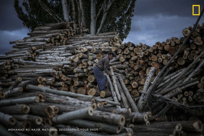 Một người đ&agrave;n &ocirc;ng di chuyển những c&acirc;y gỗ tr&aacute;i ph&eacute;p tại d&atilde;y n&uacute;i Zagros gần Hamedan, Iran. Nạn chặt ph&aacute; tr&aacute;i ph&eacute;p l&agrave; nguy&ecirc;n nh&acirc;n l&agrave;m mất đi 30% diện t&iacute;ch rừng tr&ecirc;n Tr&aacute;i Đất.
