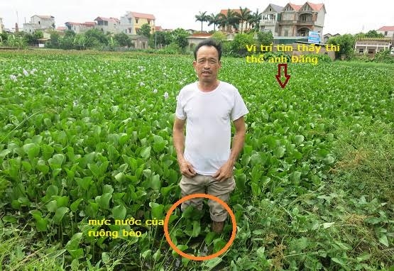 Ruộng b&egrave;o, nơi ph&aacute;t hiện anh L&ecirc; Văn Đăng chết ph&iacute;a sau Trường Tiểu học Đại Đồng.