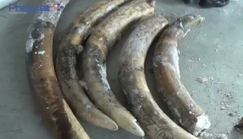 TP HCM: Phát hiện 3 container chứa ngà voi nhập lậu