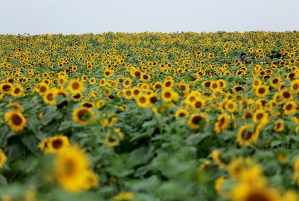 V&agrave;o dịp th&aacute;ng 12 h&agrave;ng năm, c&aacute;nh đồng hoa hướng dương bạt ng&agrave;n nở rộ với m&agrave;u v&agrave;ng rực rỡ, thu h&uacute;t rất nhiều kh&aacute;ch tham quan.&nbsp;Ảnh: Tuấn Đ&agrave;o.