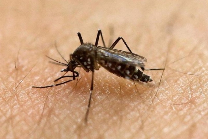 TP HCM ghi nhận 94 ca nhiễm virus Zika. Ảnh minh họa.