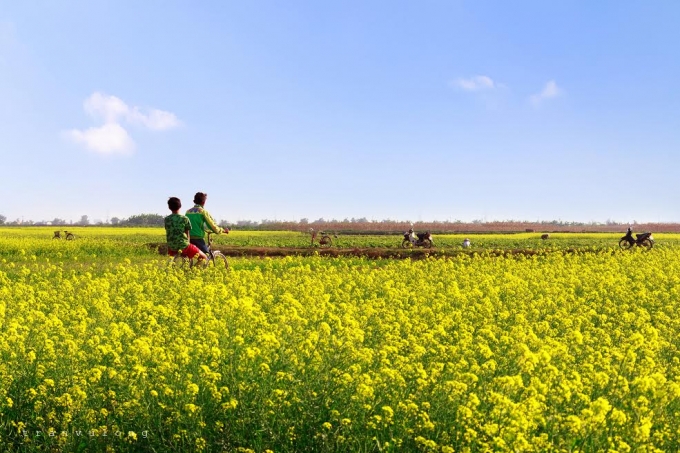 Kh&aacute;m ph&aacute; c&aacute;nh đồng cải rực rỡ sắc v&agrave;ng; du kh&aacute;ch c&ograve;n tận mắt chứng kiến c&aacute;c c&ocirc;ng đoạn chăm b&oacute;n, thu hoạch hoa m&agrave;u cũng như đời sống sinh hoạt của người d&acirc;n vẫn vẹn nguy&ecirc;n n&eacute;t văn h&oacute;a đồng bằng Bắc Bộ.&nbsp;