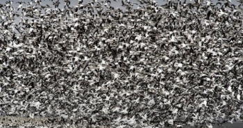 Ngỗng di cư chết hàng loạt sau khi đậu trên mặt hồ nhiễm bẩn