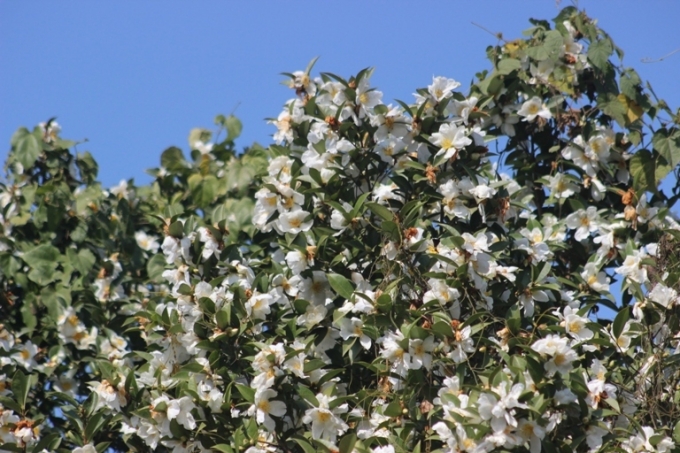 Hoa sở nở trắng trong lễ hội.