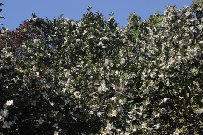 Quảng Ninh: Biển người n&aacute;o nức tham gia Hội hoa sở 2016