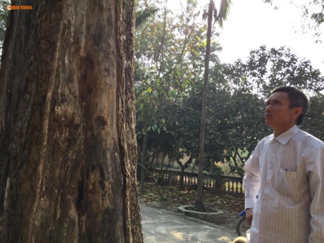 Cận cảnh c&acirc;y sưa 200 tuổi ở Bắc Ninh sắp bị b&aacute;n 24,5 tỷ