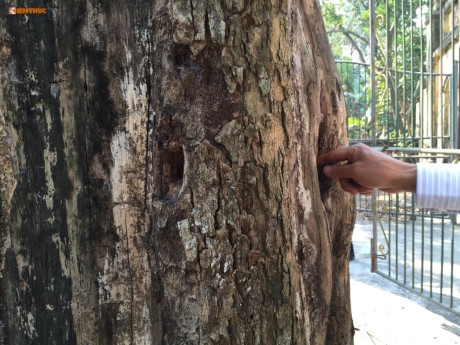 Cận cảnh c&acirc;y sưa 200 tuổi ở Bắc Ninh sắp bị b&aacute;n 24,5 tỷ