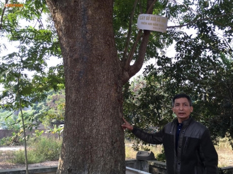 Cận cảnh c&acirc;y sưa 200 tuổi ở Bắc Ninh sắp bị b&aacute;n 24,5 tỷ