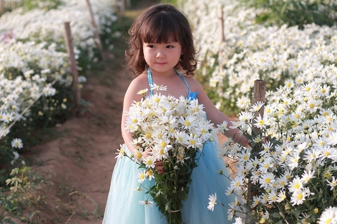 Loại hoa c&uacute;c họa mi, với nhụy hoa v&agrave;ng rực c&ugrave;ng v&ocirc; số c&aacute;nh l&agrave; biểu tượng của sự sống, l&agrave; ước mơ trường tồn, l&agrave; kh&aacute;t vọng về một thời thơ ấu m&agrave; ai cũng đ&atilde; trải qua.