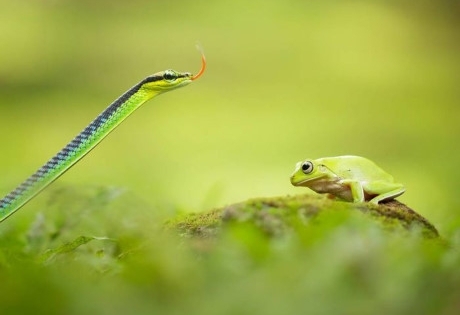 Thế giới động vật siêu thực qua ống kính phó nháy Indonesia