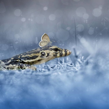 Nhiếp ảnh gia người Indonesia, Tri Setyo Widodo đ&atilde; d&ugrave;ng con mắt nghệ thuật v&agrave; t&agrave;i năng của m&igrave;nh để ghi lại những h&igrave;nh ảnh tuyệt đẹp về thế giới của c&aacute;c lo&agrave;i&nbsp;động vật hoang d&atilde;&nbsp;nhỏ b&eacute;, khiến nhiều người kinh ngạc. (Nguồn Bored Panda).