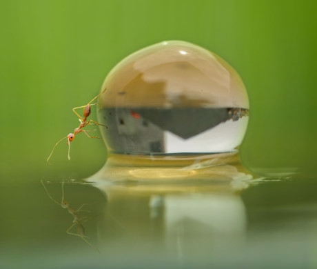 Tuy nhi&ecirc;n, dưới ống k&iacute;nh của Tri Setyo Widodo, ch&uacute;ng lại hiện hữu r&otilde; r&agrave;ng như một chủ thể rất quan trọng đối với m&ocirc;i trường sinh th&aacute;i xung quanh ch&uacute;ng ta. (Nguồn Bored Panda).