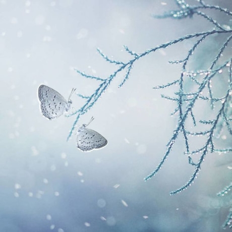 Đ&ocirc;i bướm nhỏ hẹn h&ograve; h&uacute;t sương sớm. (Nguồn Bored Panda).