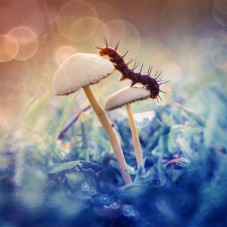 Khi s&acirc;u r&oacute;m vươn m&igrave;nh duy&ecirc;n d&aacute;ng tr&ecirc;n những c&acirc;y nấm nhỏ, n&oacute; cũng kh&ocirc;ng khiến người ta gh&ecirc; sợ nữa. (Nguồn Bored Panda).